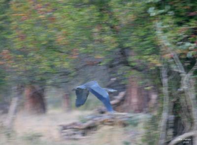 9-27 heron 1600.jpg