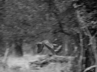 9-27 heron bw 1600.jpg