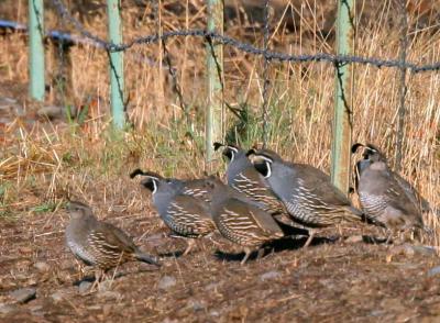 10-4 quail 1700.jpg