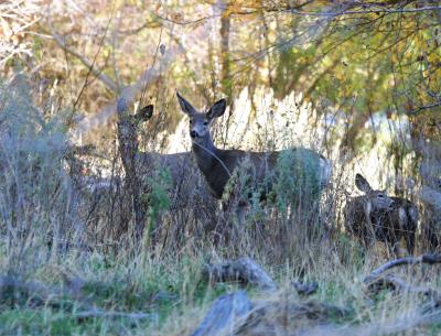 10-11 deer 1974.jpg