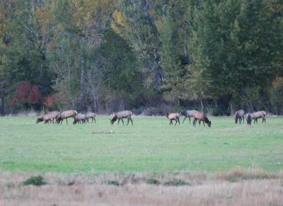 10-11 elk 2061.jpg