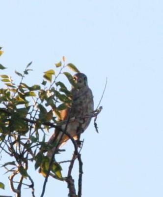 10-11 kestrel 2041.jpg