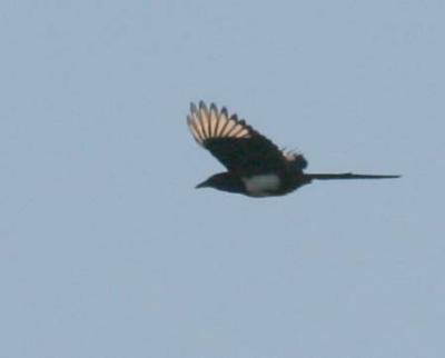 10-11 magpie 2027.jpg