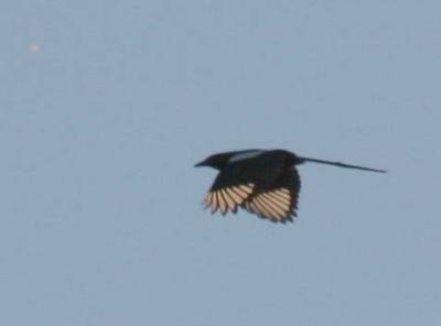 10-11 magpie  2025.jpg