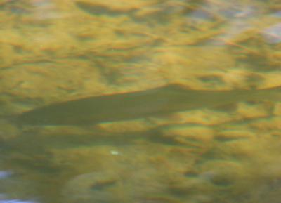 10-11 salmon 2000.jpg