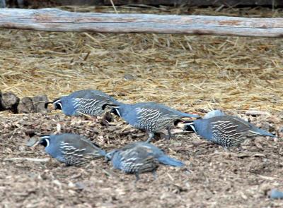 10-11 quail 2035.jpg