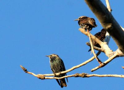 10-11 starlings 2023.jpg