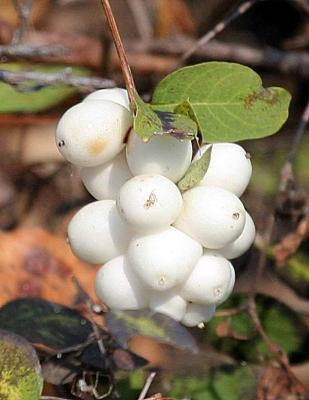 10-25 snow berries 2255.jpg
