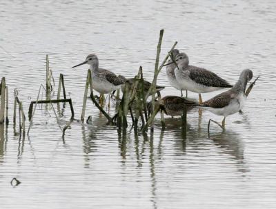 11-2 y legs 2472.jpg