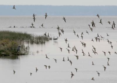 11-2 dunlins 2482.jpg