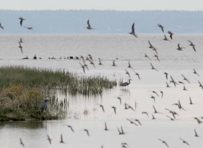 11-2 dunlins 2483.jpg