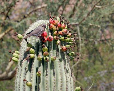 Dove with Cactus Fruit