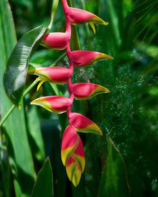 Heliconia Rostrata
