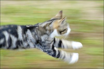 Cat on the run