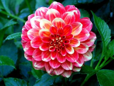 flower.jpg