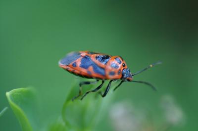 v3/51/39551/3/50586721.lady_bug.jpg