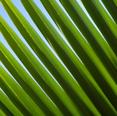 palm_tree.jpg