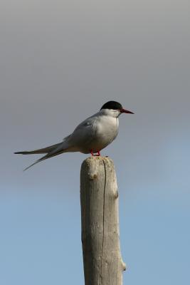 Arctic tern