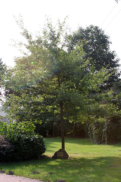 The german oak tree we planted five years ago for the Lammer reunion