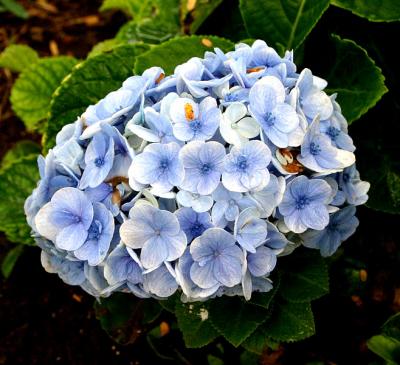 tropical flower