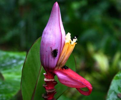 tropical flower