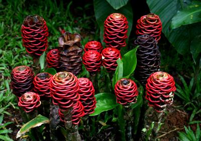 Shampoo Flower