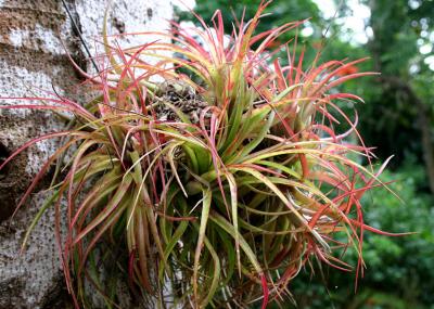 Bromiliad plant