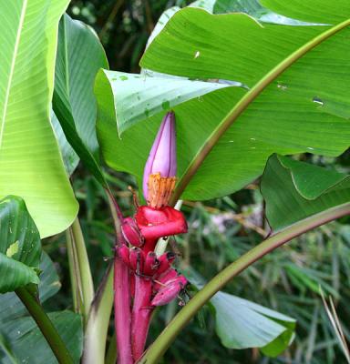tropical flower