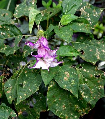 tropical flower