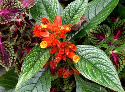 tropical flower
