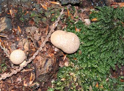 The forrest floor has many coverings, various types of mushrooms and ferns