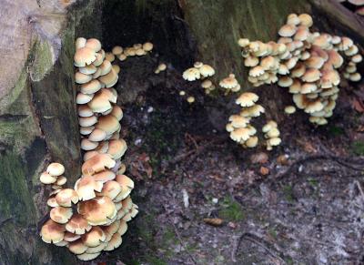 And still more, quite interesting mushrooms