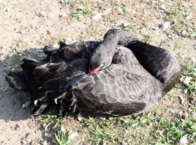 A black goose sleeping in the warm morning sun