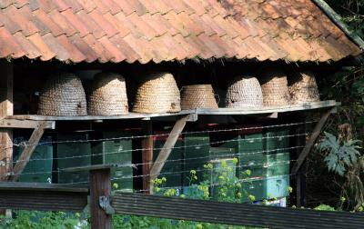 Old fashion method of collecting honey (bee hive)