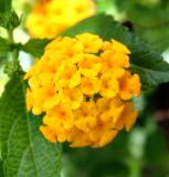 Flower on a back yard weed