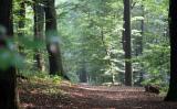 A beatiful view of the forrest, what a wonder day walking and talking with Jasper