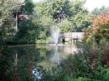 Local park and pond