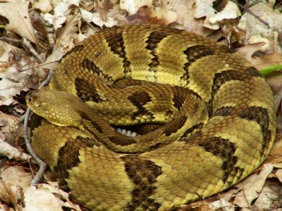 Yellow Phase Timber Rattlesnake - Beaver Pond