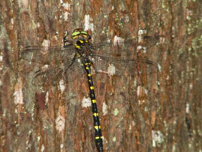 Twin-spotted Spiketail - Beaver Pond