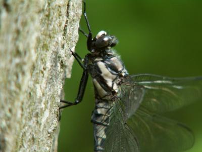 Gray Petaltail closeup - Shale Pile