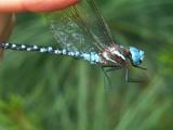 Spatterdock Darner - Ten acre