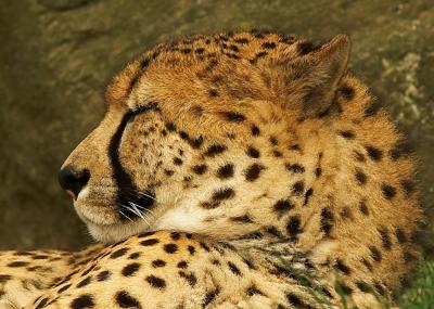 Cheetas Viewed 100+ Times