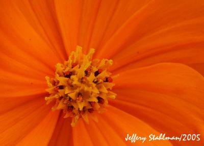 Orange Blossom