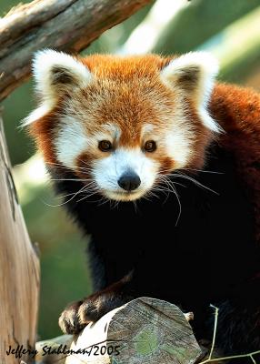 Red Panda 3