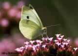 White On Lavender