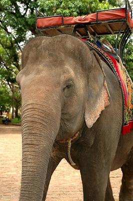 The only remaining elephant in Phnom Pehn