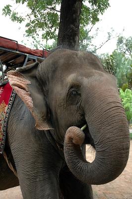 The only remaining elephant in Phnom Pehn