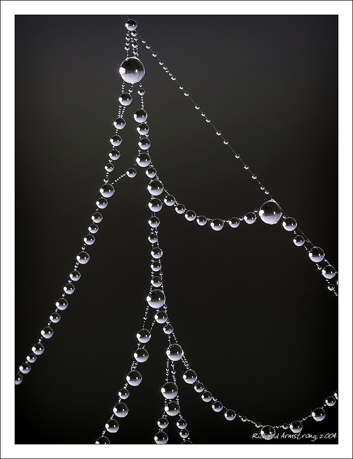 <b>MC3 Water<br>2nd place</b><br>Pearls On A Spiderweb - Pvrnet