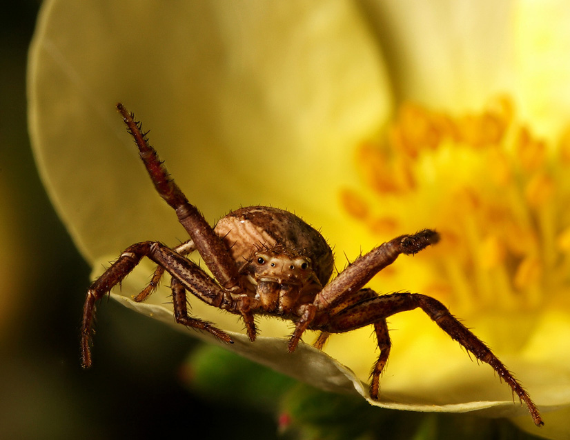 <b>MC4 Insect Faces<br>1st place</b><br>I Put A Spell On You - Lord Vetinari