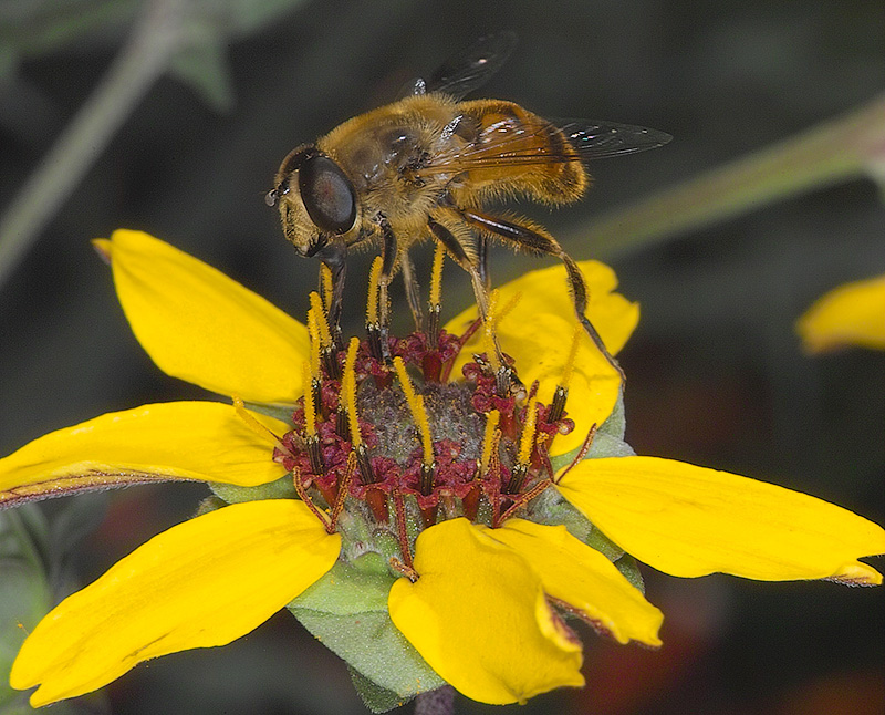 HM2: MC1 Honey Bees, Mike Morrison